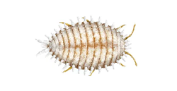 Mealybug